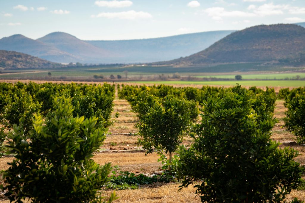 Expansive orchard set against scenic mountains under a clear blue sky, perfect rural backdrop.